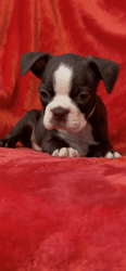 Chocolate and white Boston Terrier puppy