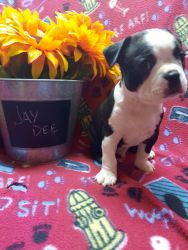 CKC registered black and white Boston terrier puppies in Warsaw Ohio
