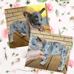 Frenchton Puppies Ready Now!