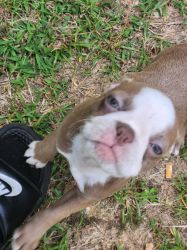 Fawn Boston Terrier Pup
