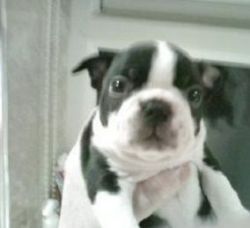 Family Raised & Loved Boston Terrier puppies