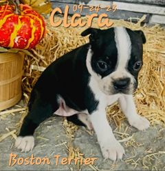 Clara a female Boston Terrier