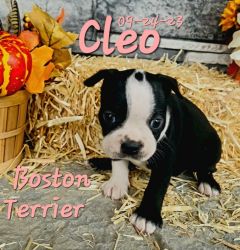 Cleo a female Boston Terrier