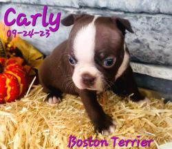 Carly a female Boston Terrier