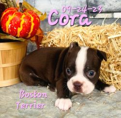 Cora a female Boston Terrier