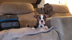 Boston Terrier Puppy - Penny