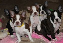 Family Raised & Loved Boston Terrier puppies