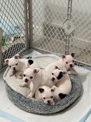 Boston terrier puppies rehome