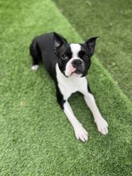 Male 7 month old Boston terrier