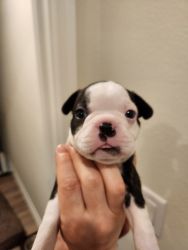 Male Boston Terrier Puppy, 4 weeks
