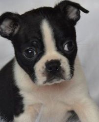 Boston Terrier Puppies For Sale Now