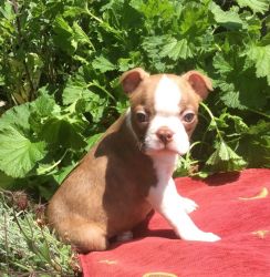 4-month-old male Boston Terrier