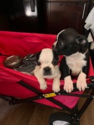 Boston Terrier Puppies for Sale