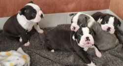 Boston Terrier puppies Ready to leave now.