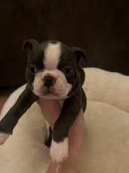 Healthy Male and Female Boston Terrier Puppies