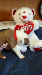 Red and white BostonTerriers