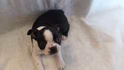 Boston Terrier AKC for Sale