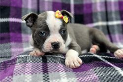 AKC Registered Boston Terrier Puppies Ready To Go Now
