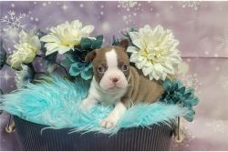 Adorable Boston Terrier Puppies for sale