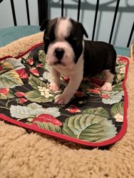 Akc boston terriers come see.⁹