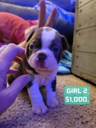 Red Boston Terrier Puppies