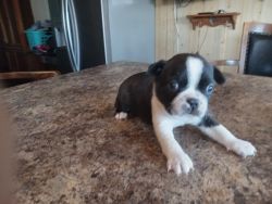 BOSTON TERRIERS PUPPIES for sale