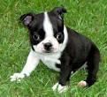 Boston Terrier puppies for sale in Westminster