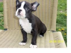 AKC FULL BLOODED PUPPY AVAILABLE TO GO ASAP