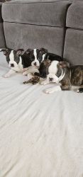 Happy and healthy puppies boston terrier