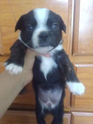 Three girl Boston terrier puppies for sale