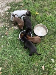 Puppies for sale!! Boston terrier mixed with a Chihuahua.