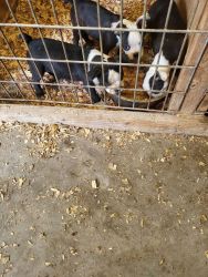 Boston terrier pups ready for forever homes
