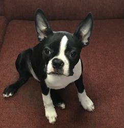 Boston Terrier for sale to good home