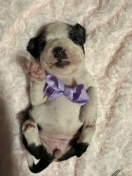 Boston terriers for sale