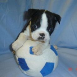 Most Able Boston Terrier Puppies