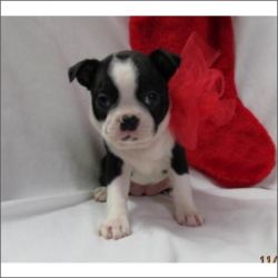Fully Vaccinated Male And Female Boston Terrier