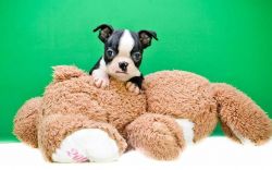 Nice Boston Terrier puppies for sale .