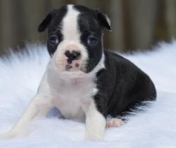 awesome boston terrier puppy for sale
