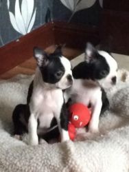 Champion Bloodline Boston Terrier Pups Available