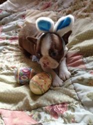 Fully Health Tested Litter OF Boston Terrier pups