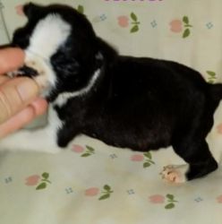 Adorable Male and Female Boston Terrier Puppies!!!