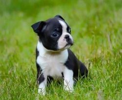Stunning Boston Terrier Pup