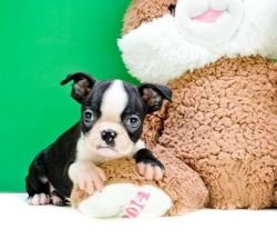 Tiger Toes Boston Terrier Puppies For Sale .
