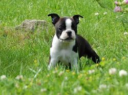 Boston Terrier Puppies For Sale ***********
