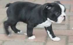 Hgfhg Boston Terrier Puppies For Sale