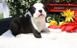 Beautiful True Black/white Boston Terrier ///