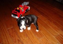 12 Weeks Old Boston Terrier Puppies For Adoption