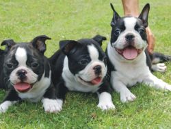 Boston terrier puppies for sale.,,