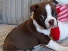 Boston Terrier Puppies For New home