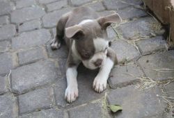 We have male and Boston terrier puppies available.